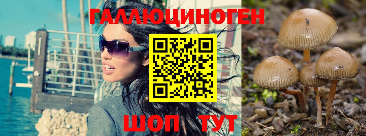 Псилоцибиновые грибы мицелий Дагестанские Огни